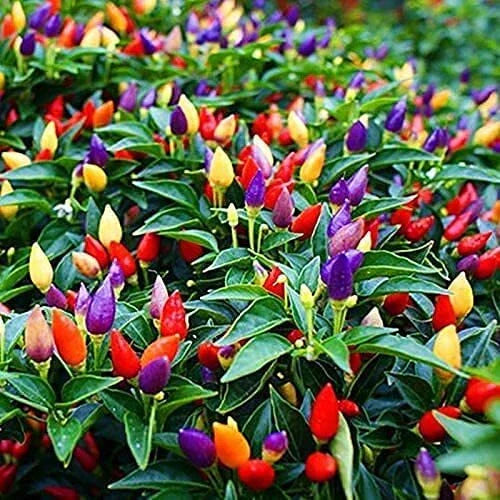 Exotic Pepper Seeds for Planting - Heirloom Variety - Spicy Flavors - Capsicum spp.