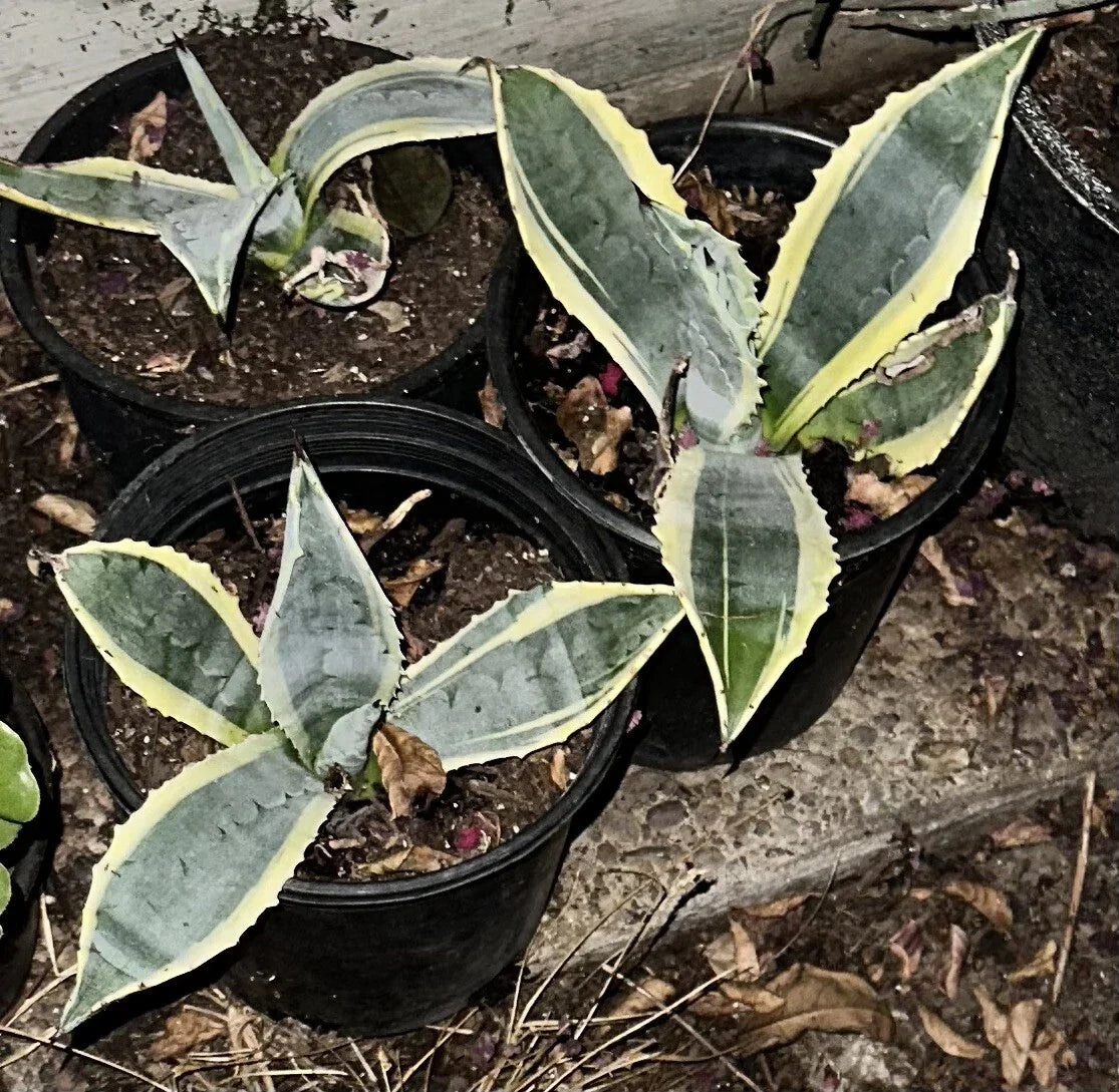 Succulent Agave Americana Variegated 6-12" Century Plant Green Yellow