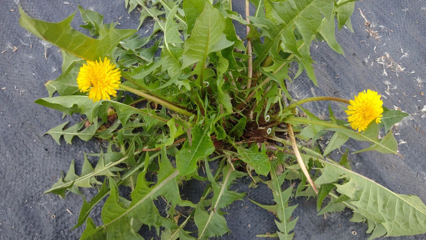 Dandelion Plants 25+ Wild Organic Non-GMO Heirloom Taraxacum officinale