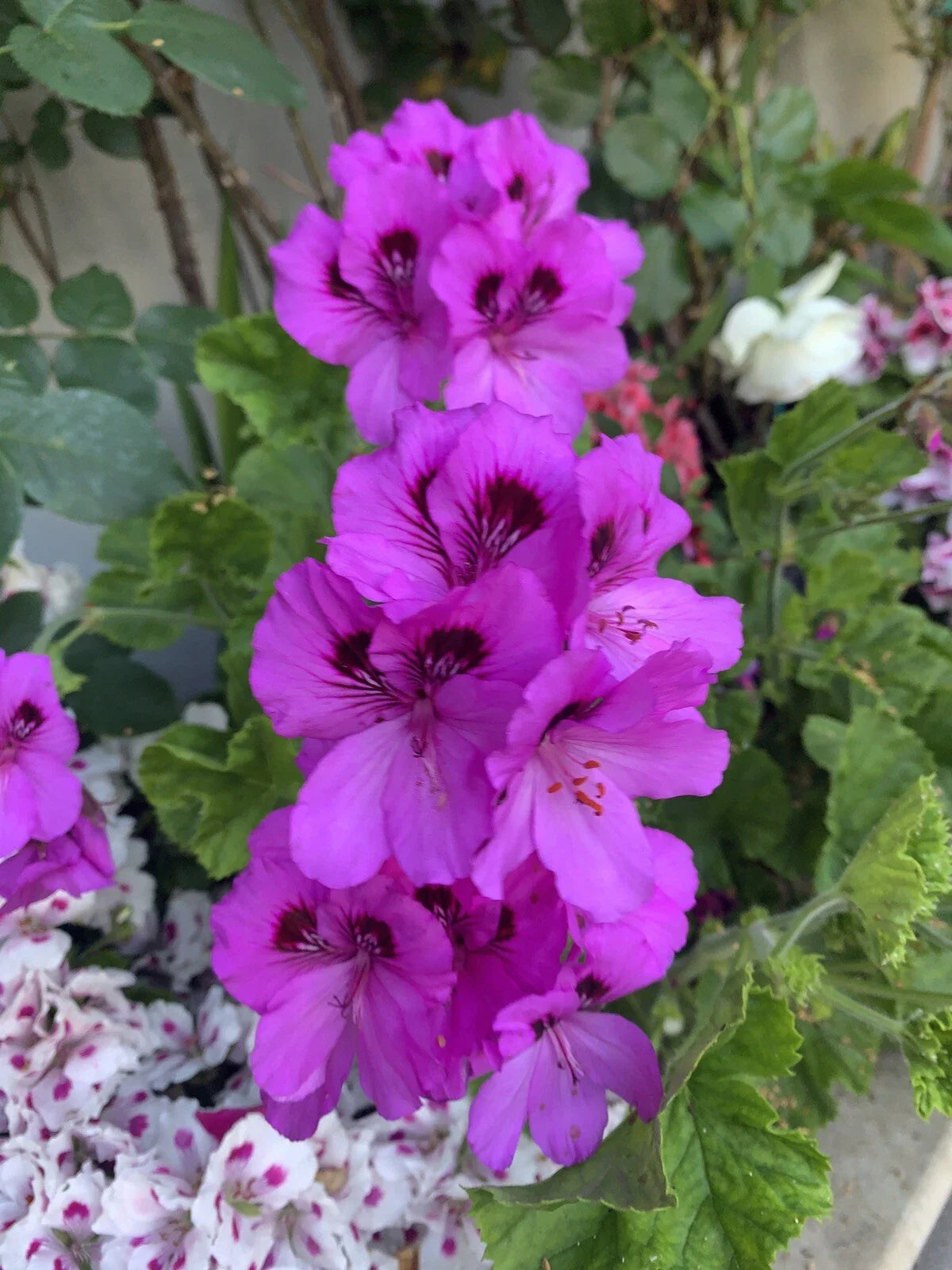 Geranium Live Plant Cuttings - 6 Inch Lavender - Pelargonium spp. - 3 Starter Cuttings