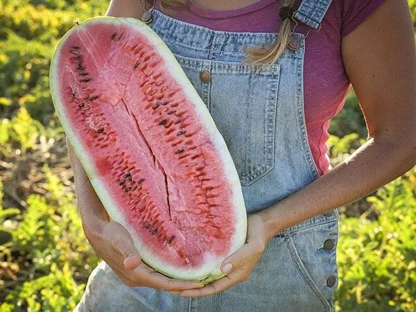 25+ Charleston Grey Watermelon Seeds - Heirloom Organic Non-GMO - Giant Variety - Citrullus lanatus