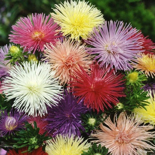 Nova Mix Aster Seeds - 50 Flower Seeds - Colorful Asters - Aster novae-angliae