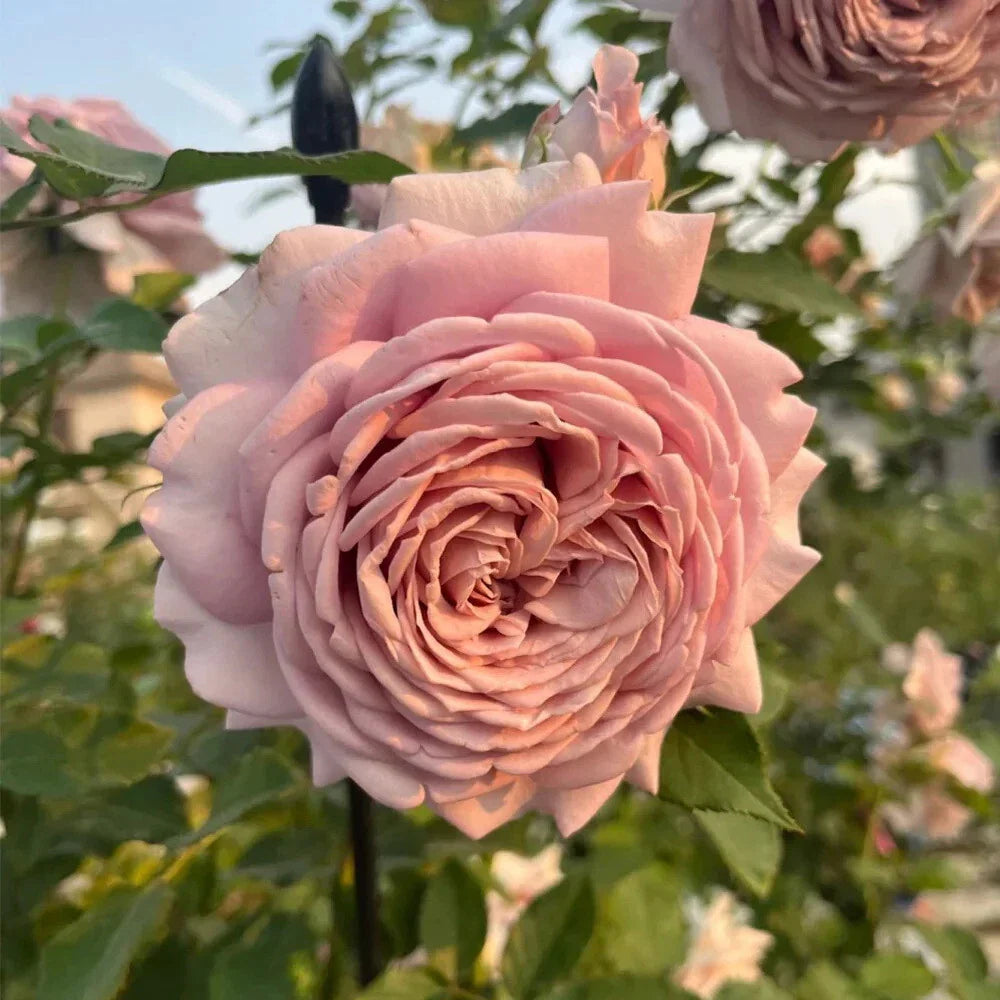 Miyabi Cha Rose Cuttings - 3 Super Rare Rooting or Grafting Cuttings - Rosa spp.