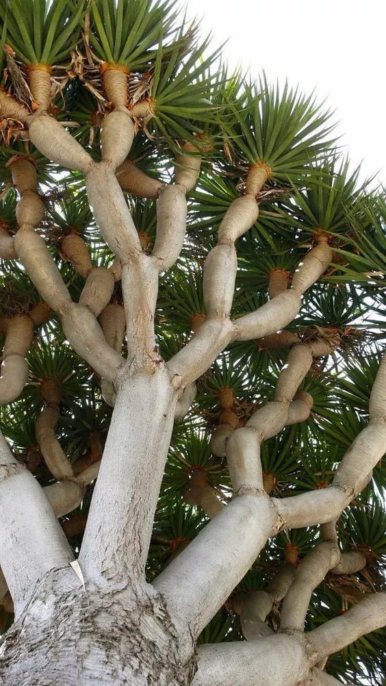 Dragon Blood Bonsai Tree Seeds - 6 Seeds - Dracaena Draco - Unique Indoor Plant for Home Gardening