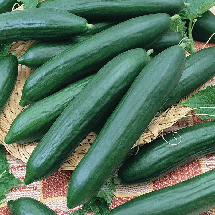 Tendergreen Burpless Cucumber Seeds | Slicing & Pickling Variety | Cucumis sativus | 2025