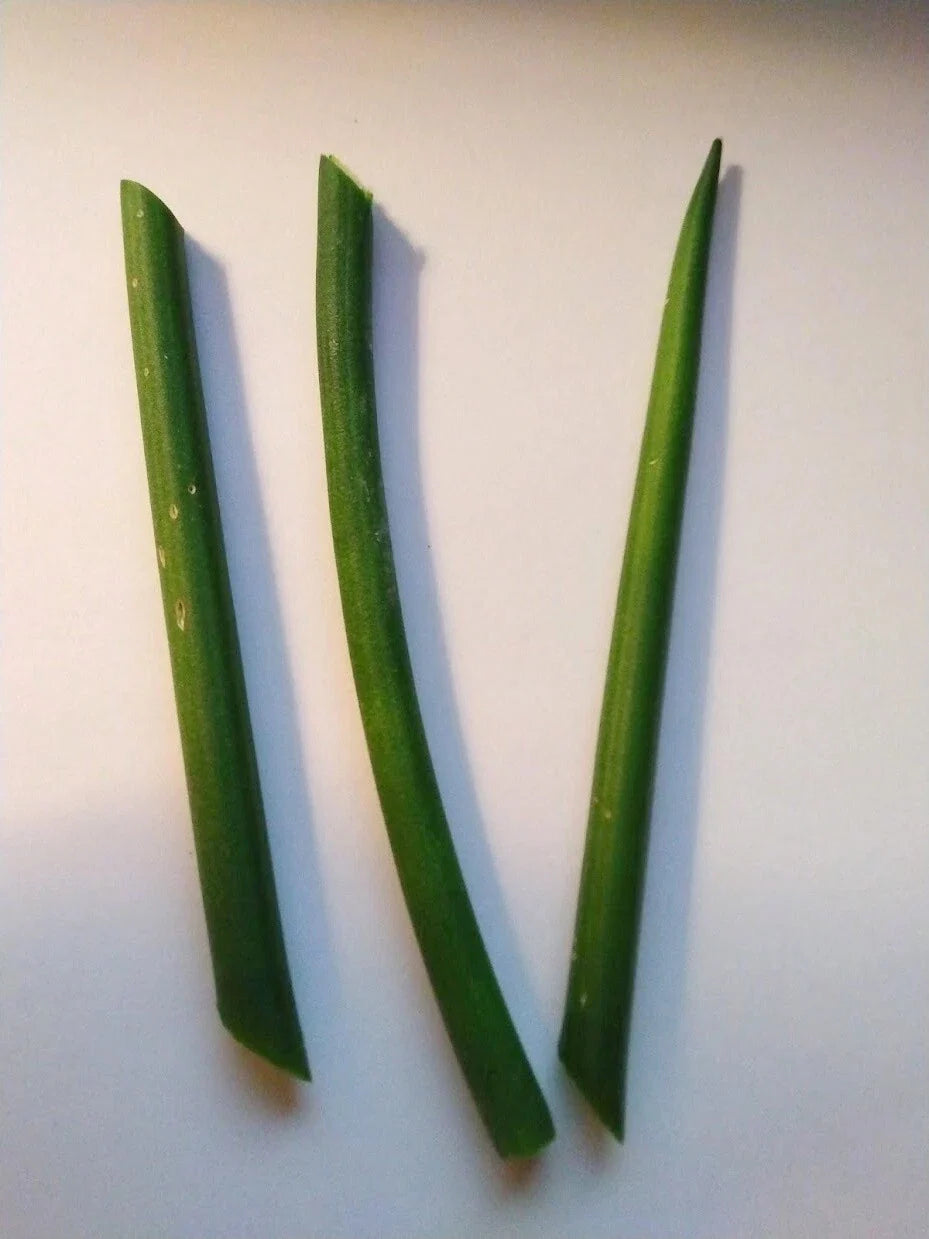 Fernwood Snake Plant Cuttings - 3 Unrooted Clippings - Sansevieria Trifasciata, Indoor Houseplant Decor