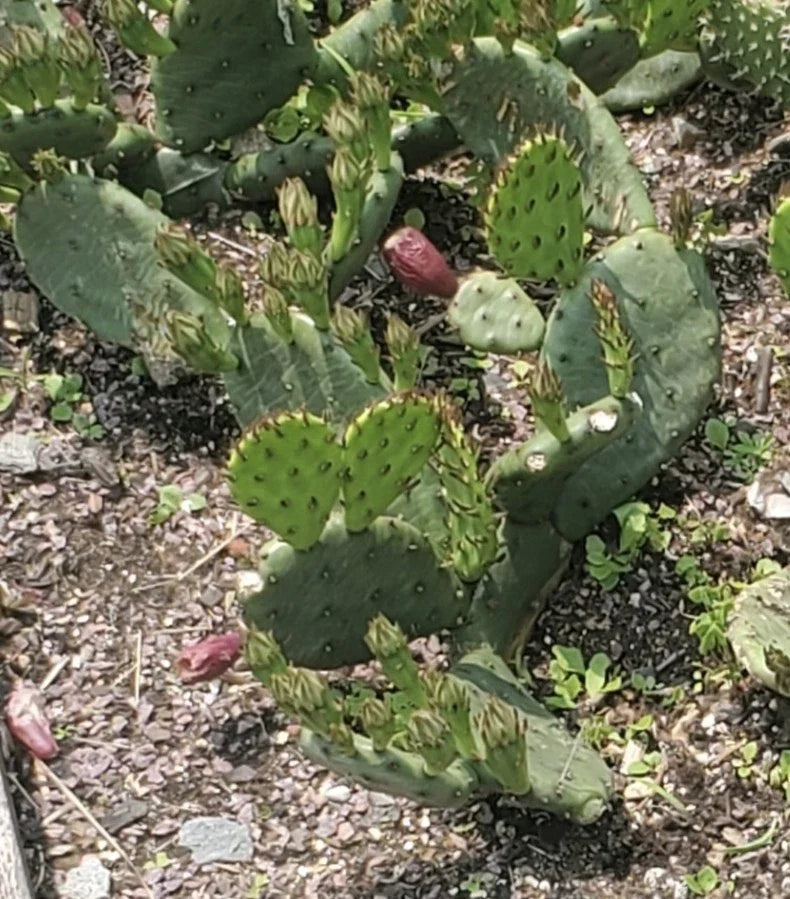 Eastern Prickly Pear Cactus Cutting | Cold Hardy | Easy to Grow | Opuntia humifusa