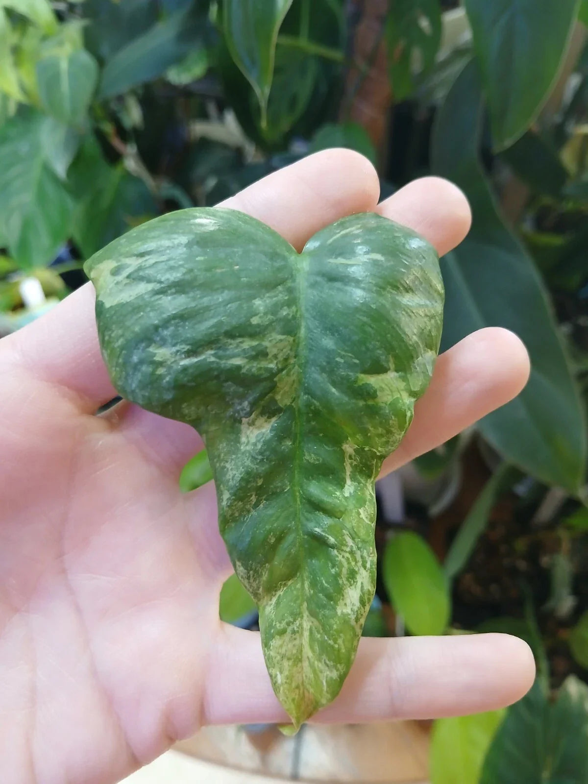 Philodendron 'Splash Gordon' Unrooted Cutting - Rare Variegated Bipennifolium Cream - Indoor Plant, Houseplant