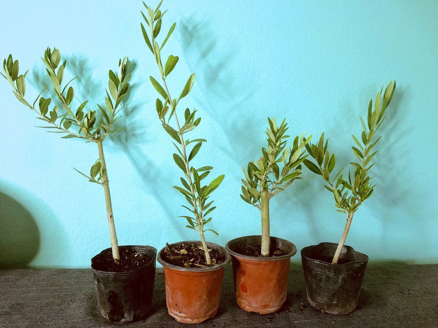 Olive Tree Live Plants - 6 to 12in Fully Rooted Cuttings - Olea Europaea - Ideal for Indoor or Outdoor Gardens