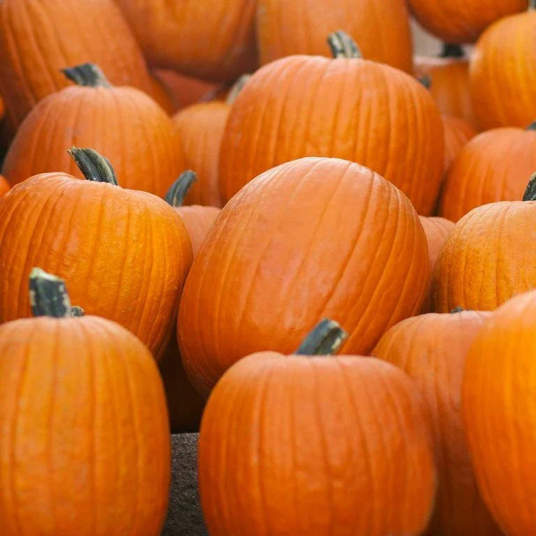 Jack O' Lantern Pumpkin Seeds - Carving Pumpkin 10-20 lbs - Cucurbita pepo - Ideal for Halloween Decor
