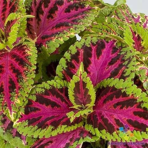 Coleus Seeds - 25+ Superfine Rainbow Color - Plectranthus scutellarioides - USA