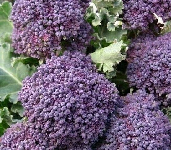 Purple Broccoli Seeds 500+ Early Purple Sprouting Brassica oleracea Garden Vegetable