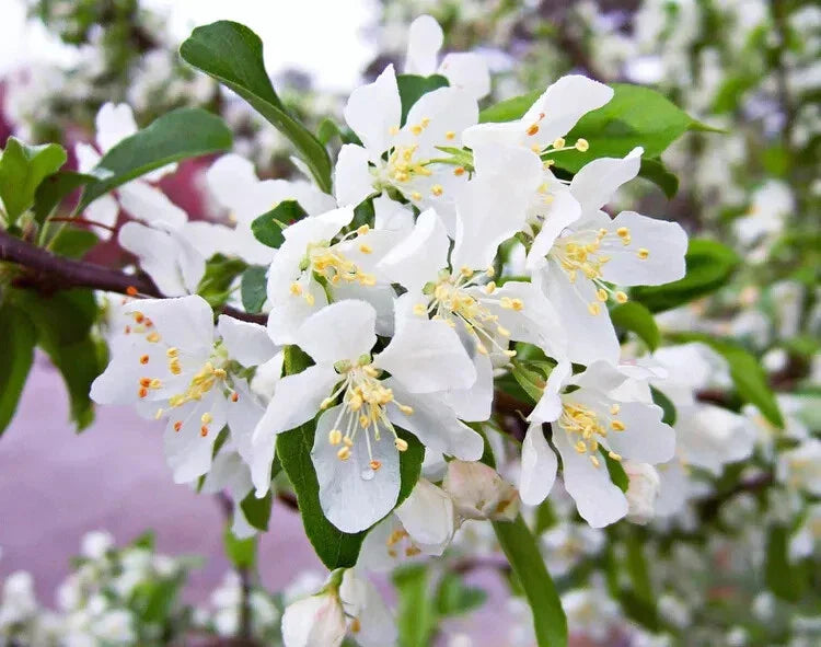 25+ Red Jewel Crabapple Seeds - Planting Seeds - Malus 'Red Jewel' - USA - Free Shipping