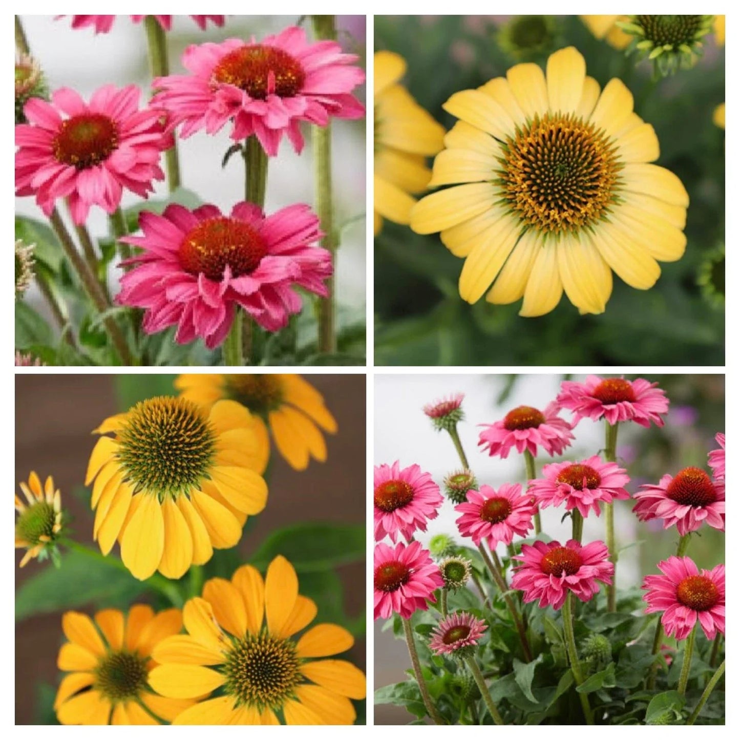 Echinacea Polly Pals Live Perennial Plant Plugs - 4 Baby Plants, Varieties: PollyNation Magenta & Yellow, Echinacea Purpurea
