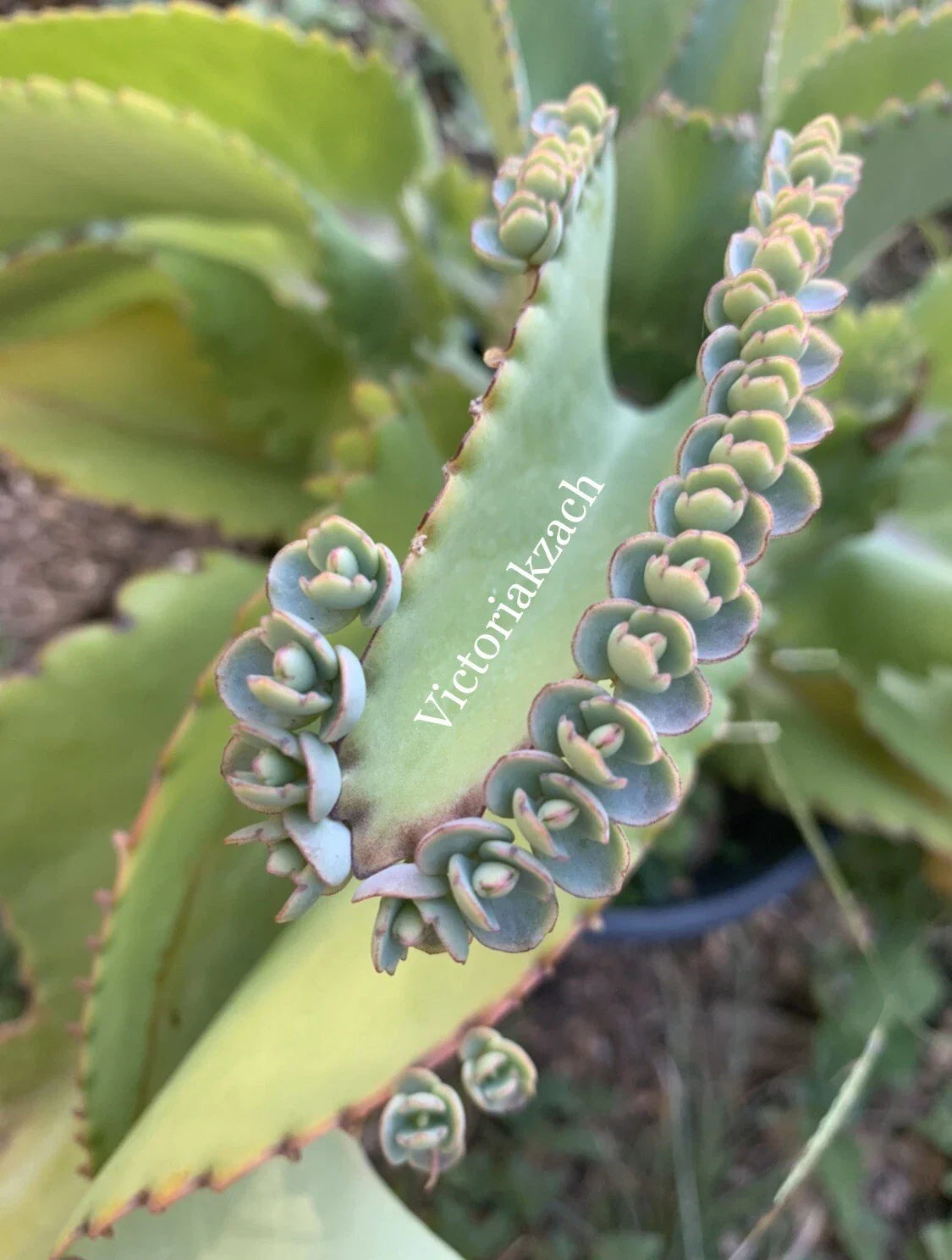 Kalanchoe Succulent Cuttings - 10+ Mother of Millions, Mexican Hat Plant, Easy Care Houseplant, Kalanchoe daigremontiana