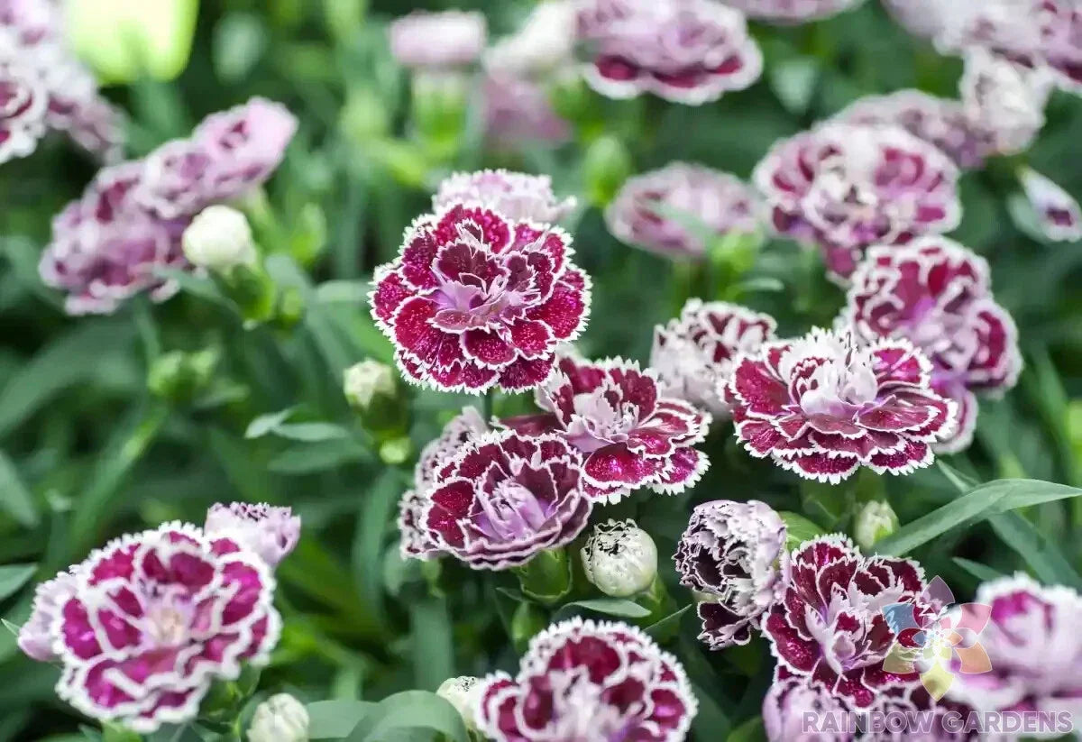 Coconut Punch Carnation Seeds - 200+ Premium Seeds for Garden Planting - Dianthus caryophyllus - USA Shipping Available