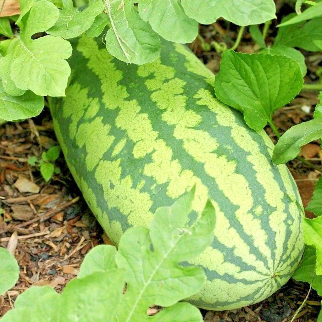 Congo Watermelon Seeds - Organic Heirloom - XL 30-50lbs - Easy to Grow Summer Garden - Citrullus lanatus