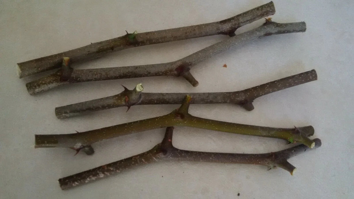 Jujube Tree Cuttings 5 Pcs Georgia 866 & Lang Variety Chinese Date Ziziphus jujuba