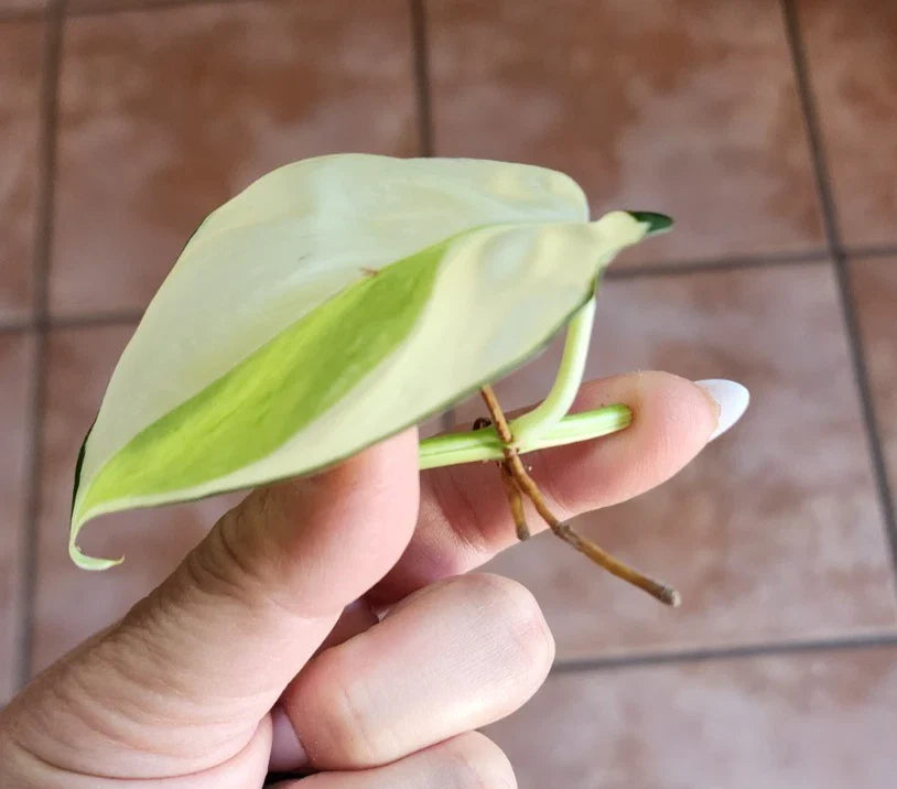 Genuine Philodendron Gabby Cutting - Authentic Plant Propagation, Verified Variety, Philodendron spp.