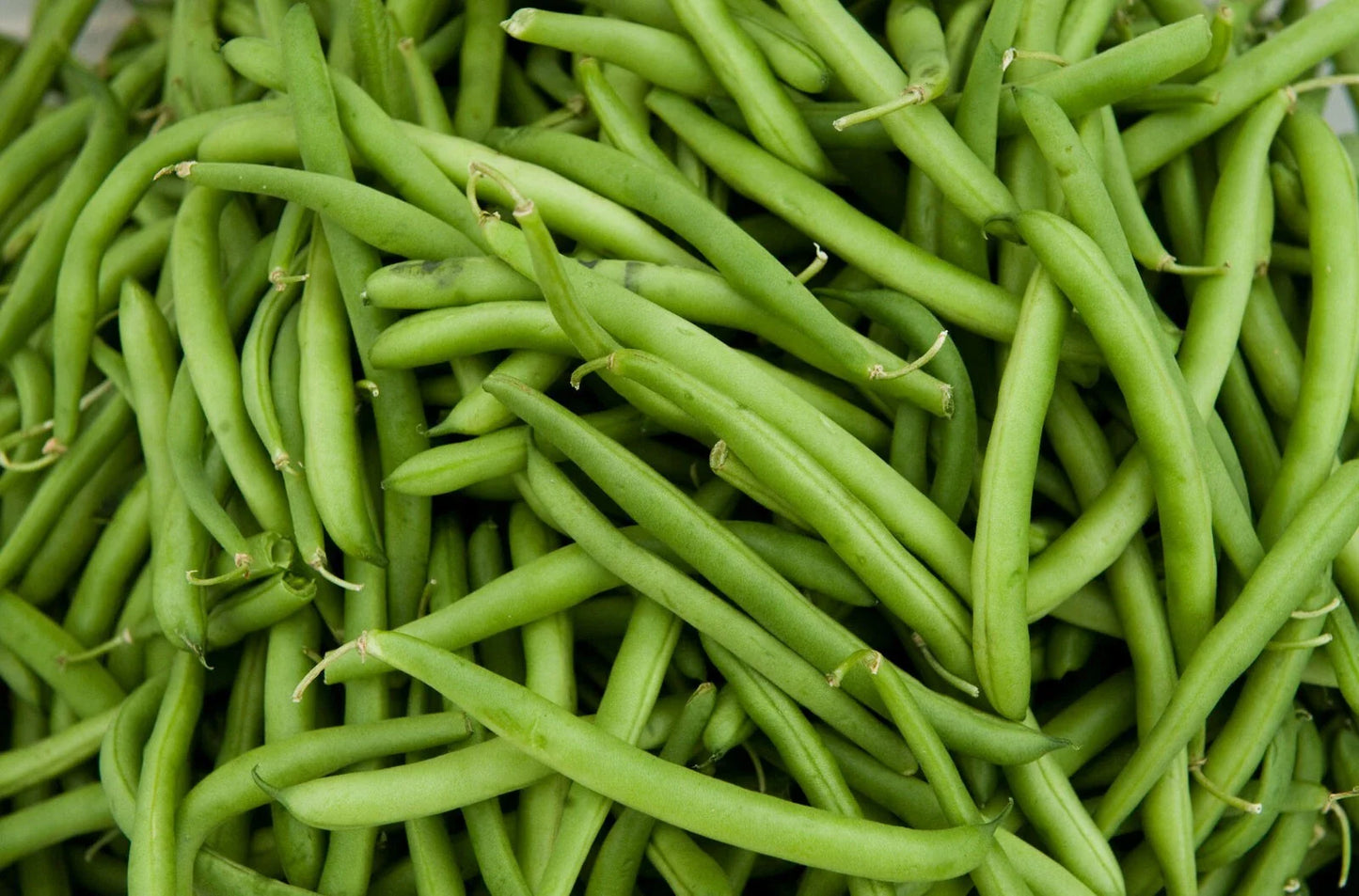 Contender Green Bean Seeds - Fresh Green Bean Seeds for Planting - Phaseolus vulgaris - Free Shipping