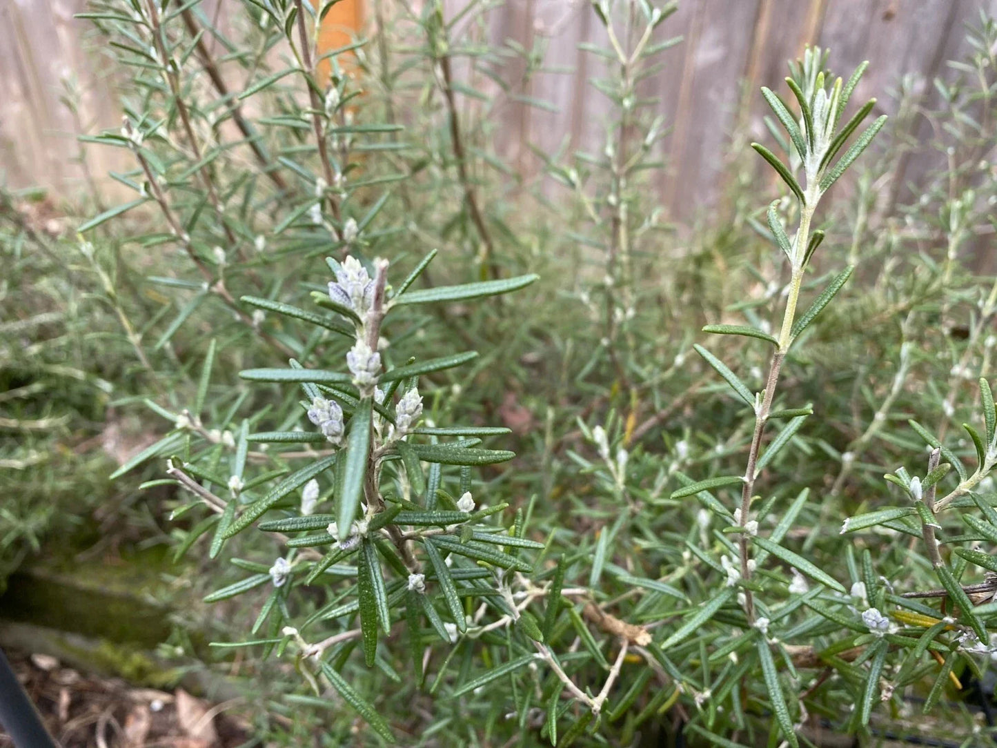 Cold Hardy Rosemary Cuttings 4-Pack Fragrant Culinary Herb Rosmarinus officinalis