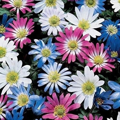 Grecian Windflowers Bulb Mix, 100 Bulbs, Anemone Blanda Mix, Colorful Spring Flowers, Perennial Garden Bulbs