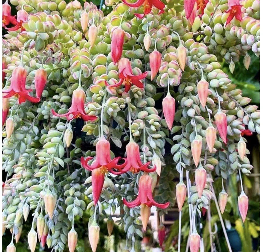 Cotyledon Pendens Succulent with Pink Flowers, Naked Root Plant, No Pot, Unique Indoor Decor