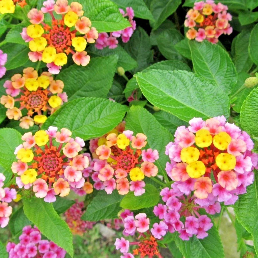 Lantana Plug 3-5" Cold-Hardy Pink Huff Groundcover Lantana camara