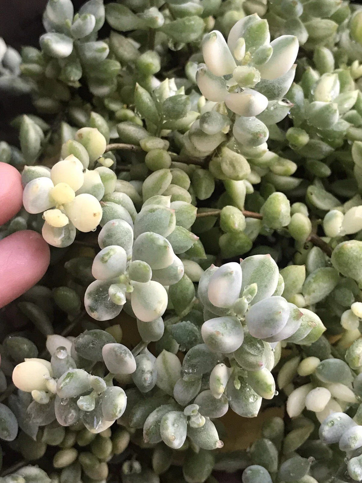 Echeveria Cuttings 4” Variegated Cotyledon Pendens Rare Succulent Plant