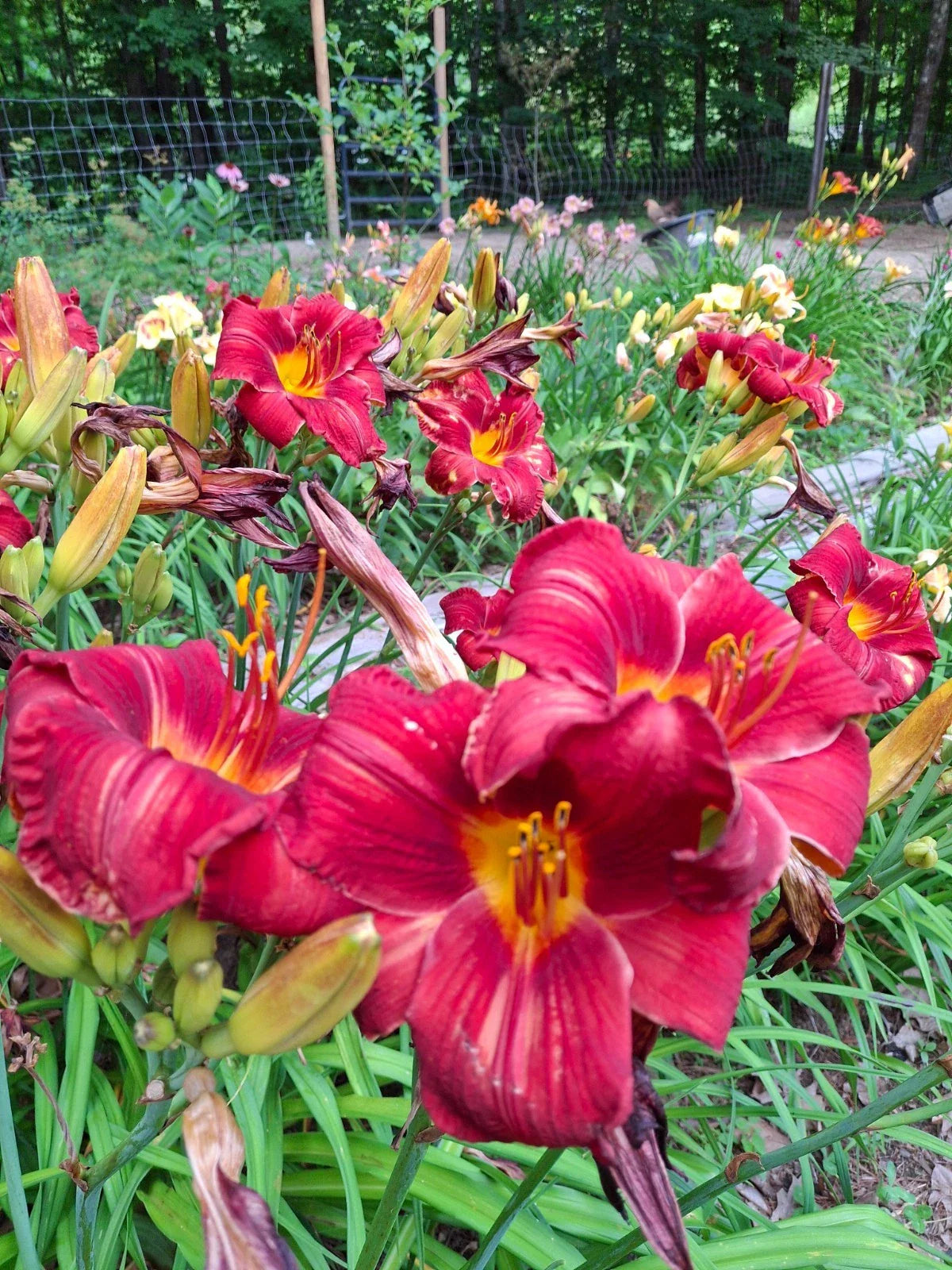 Daylily Bareroot Plant 1 Mature Fan 'Rufus' Hemerocallis - Vibrant Perennial Flower for Garden Landscaping