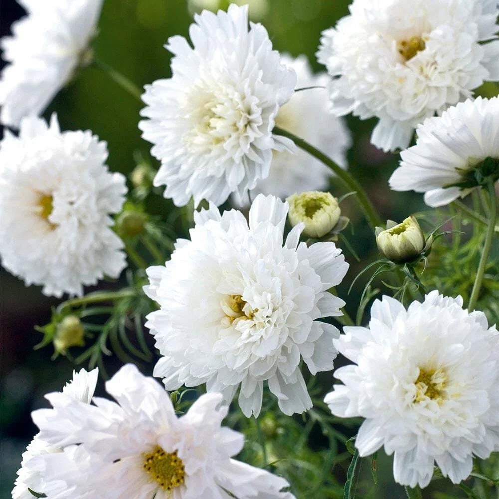 Double Click White Knight Cosmos Seeds - 200+ Pack - Garden Flower - Cosmos bipinnatus - USA Shipping