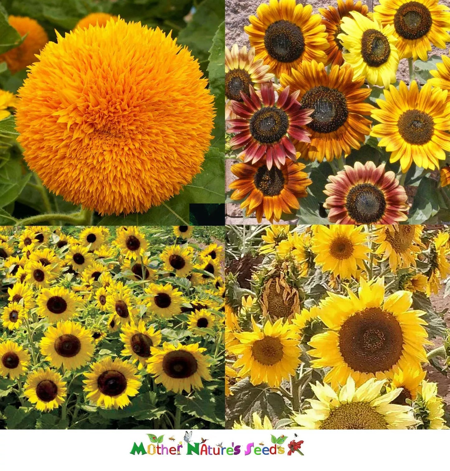 Dwarf Sunflower Seeds Mix - Non-GMO Butterflies Bees Birds Goldfinches - 50 Seeds, Helianthus annuus