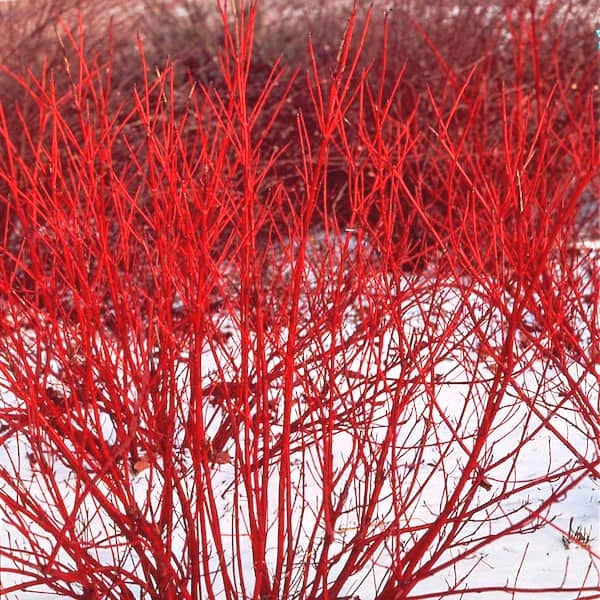Red Twig Dogwood Live Plant 8-16 Inches Bareroot Cornus Sericea Very Well Rooted Tree/Shrub for Zones 3-8