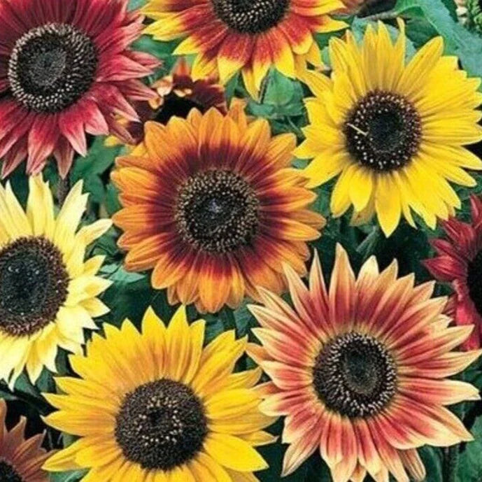 Sunflower Seeds Mix 50+ Packs Lemon Queen, Velvet Queen, Red Sun, Chocolate Cherry - Helianthus annuus