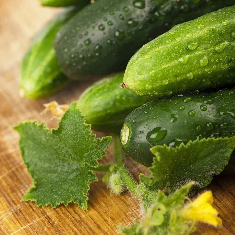 Cucumber Seeds - 100 Pack Long Green Improved Gourmet Non-GMO (Cucumis sativus) Free Shipping