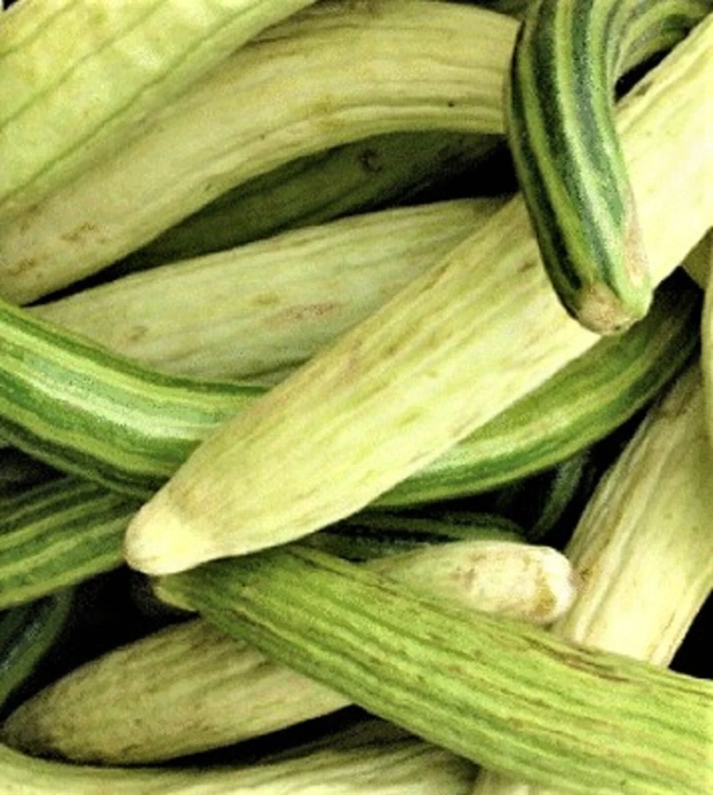 Non-GMO Armenian Pale and Dark Cucumber Seeds - 40 Seeds - Heirloom Variety for Home Gardening