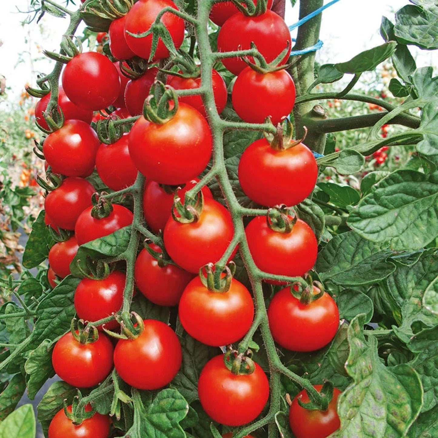 Cherry Tomato Seeds - 200+ Super Sweet Large Heirloom - Non-GMO, Organic, Rare - Perfect for Home Gardening