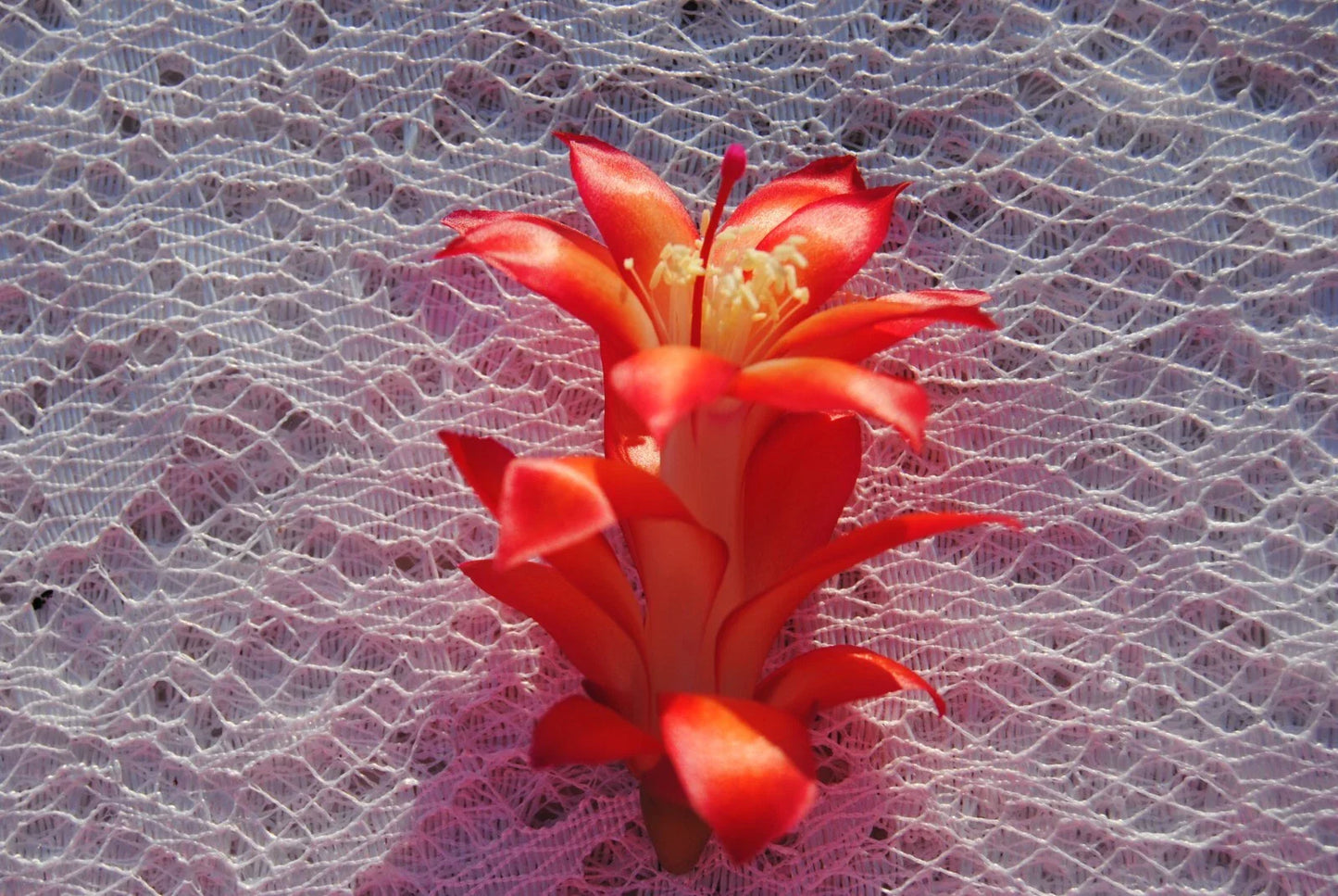 Christmas Cactus Starter Plant - Sparkler Variety - Schlumbergera Truncata - Healthy Well-Rooted Small Plant for Sale