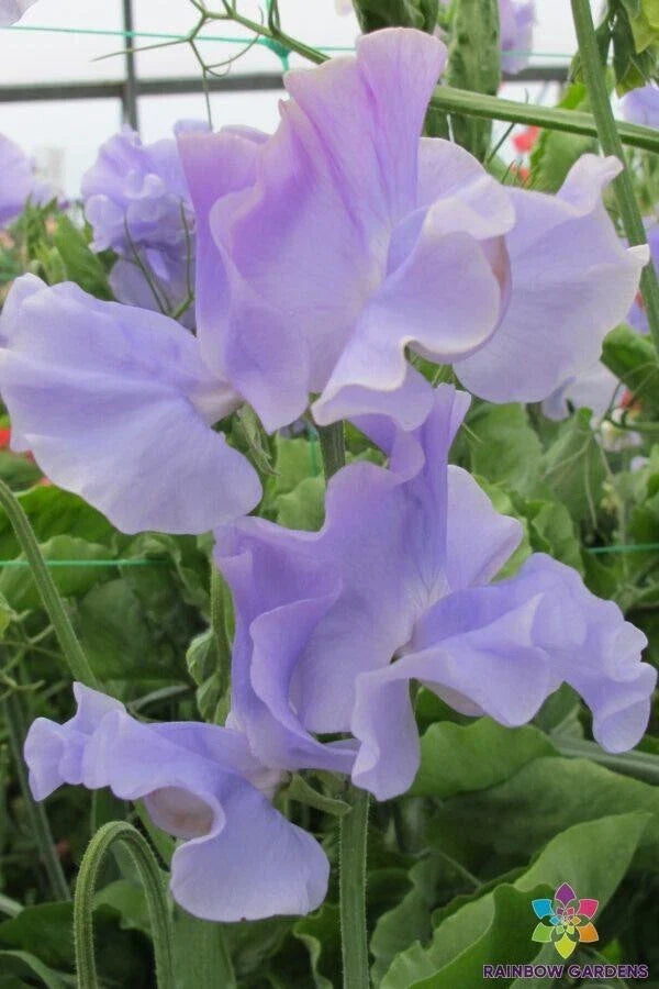 Charlie's Angel Sweet Pea 50 Seeds - Garden Flower Seeds for Planting - Lathyrus odoratus