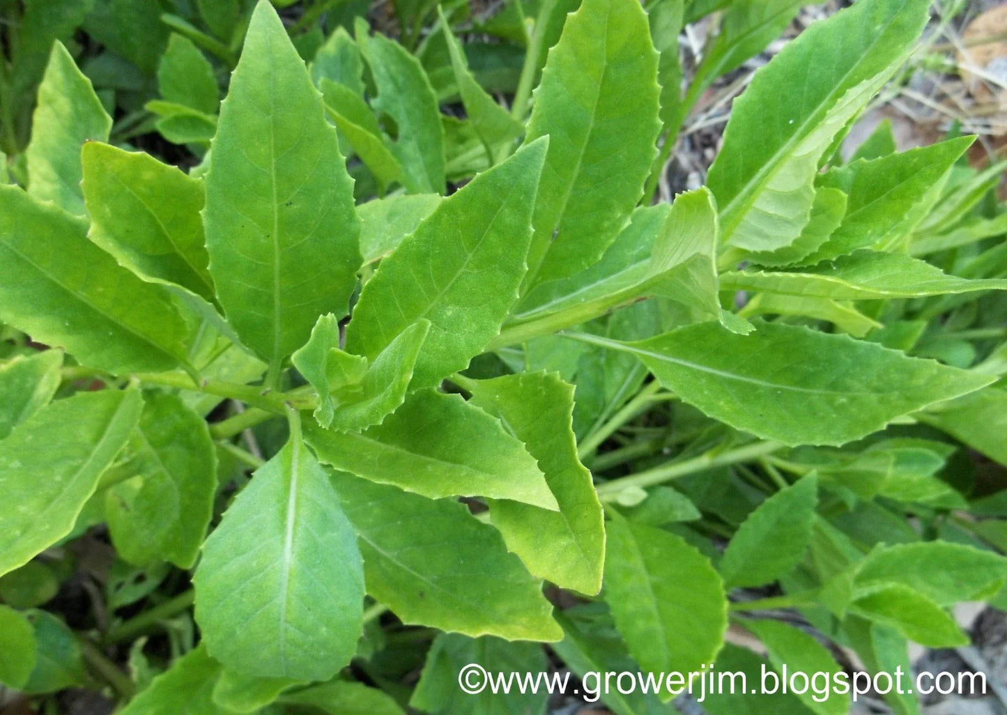 Longevity Spinach Tip Cuttings | Gynura Procumbens | Fresh Edible Greens for Gardening & Hydroponics