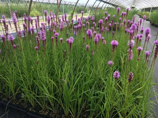 Purple Blazing Star Live Plants Set of 3 Perennial Liatris spicata Zones 3-8 Butterfly Attracting Garden Flowers