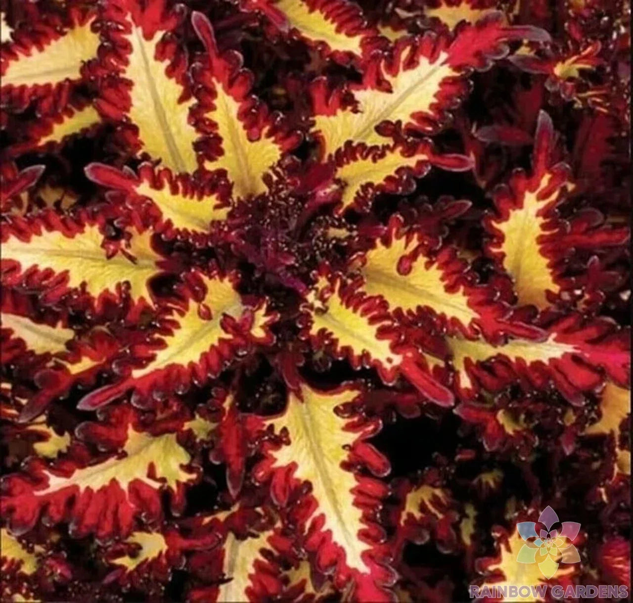 Coleus Seeds - 25+ Red Yellow Varieties for Garden Planting - Free Shipping - Ideal for USA Gardens