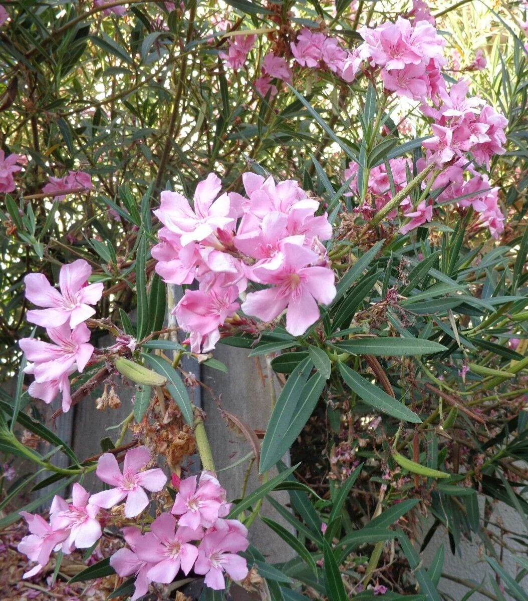 Oleander Live Flower Plant Cuttings 7" Pink for Propagation - Nerium oleander