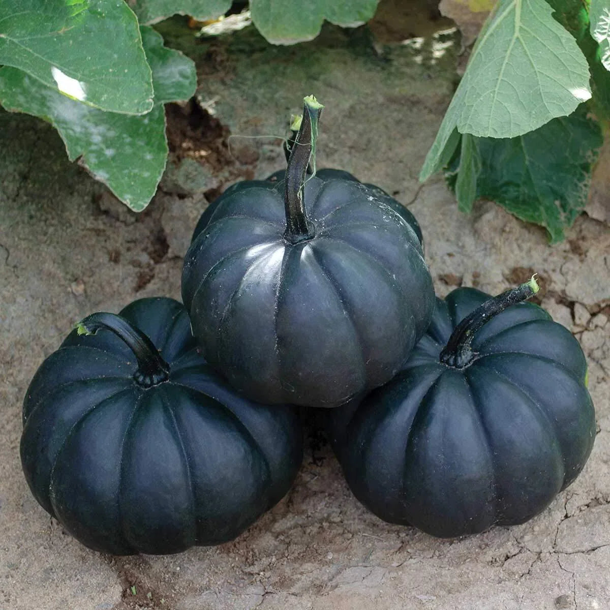Black Pumpkin Seeds Packet | 10 Seeds | Exotic Black Kat Variety | Cucurbita pepo