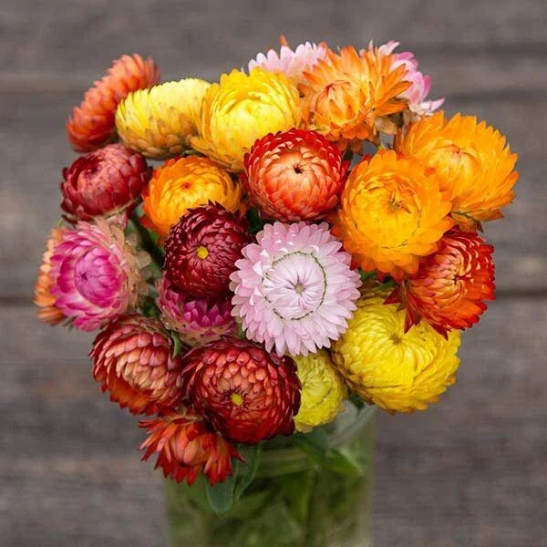 Strawflower Seeds - 200+ Non-GMO Flower Seeds for Planting - Colorful Dried Flowers (Xerochrysum bracteatum)