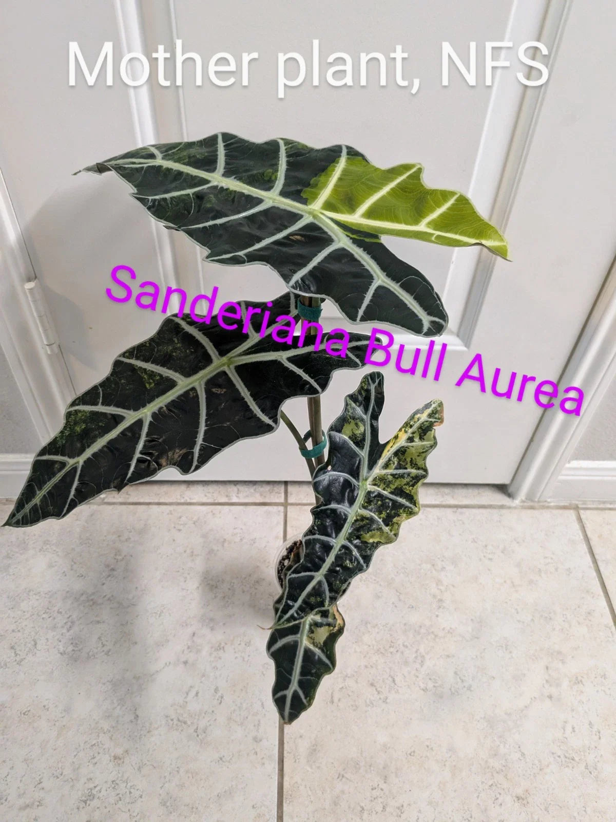 Rare Variegated Alocasia Sanderiana Bull 'Aurea' - 1 Corm - Tropical Houseplant for Collectors