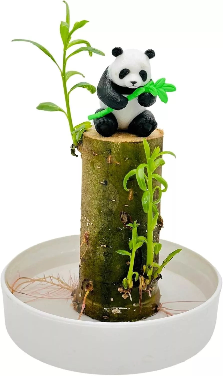 Lucky Bamboo Desk Planter with Panda - Thick Trunk Brazil Willow - Indoor Plant for Office Decor (Dracaena sanderiana)