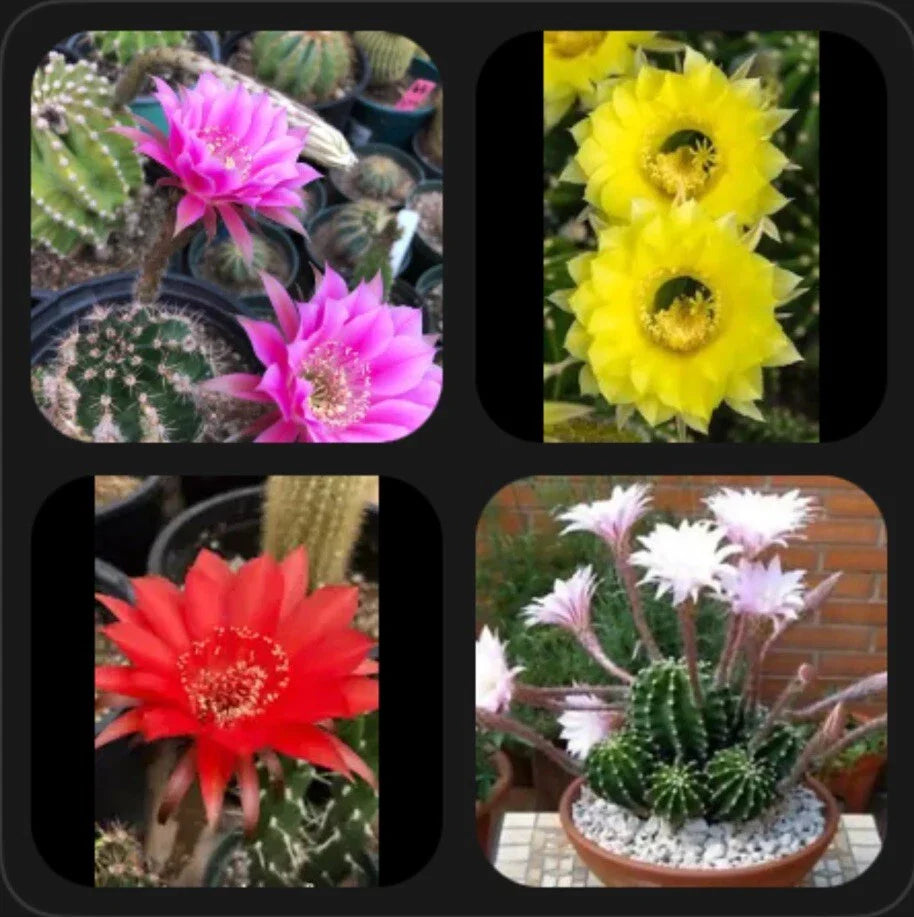 Echinopsis oxygona Easter Lilies 1" Rooted Pups - Four Colors - Perfect for Succulent Collection