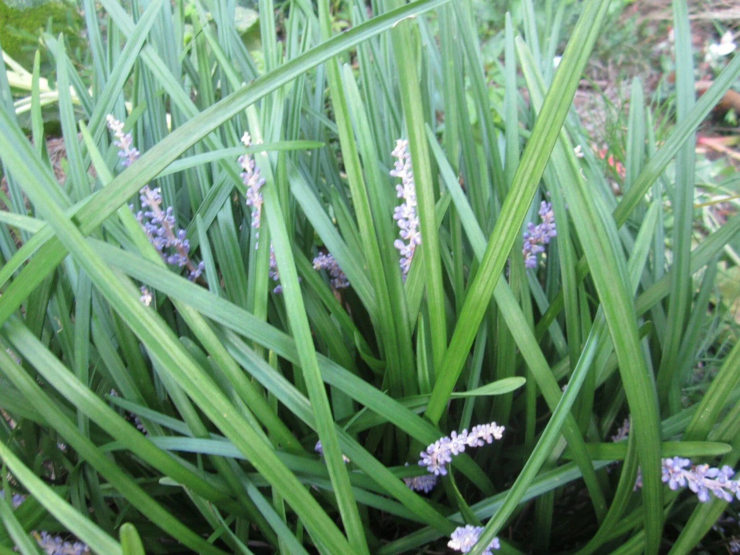 Liriope Plants 99 Count - Monkey Grass - Perennial Border Grass - Liriope muscari