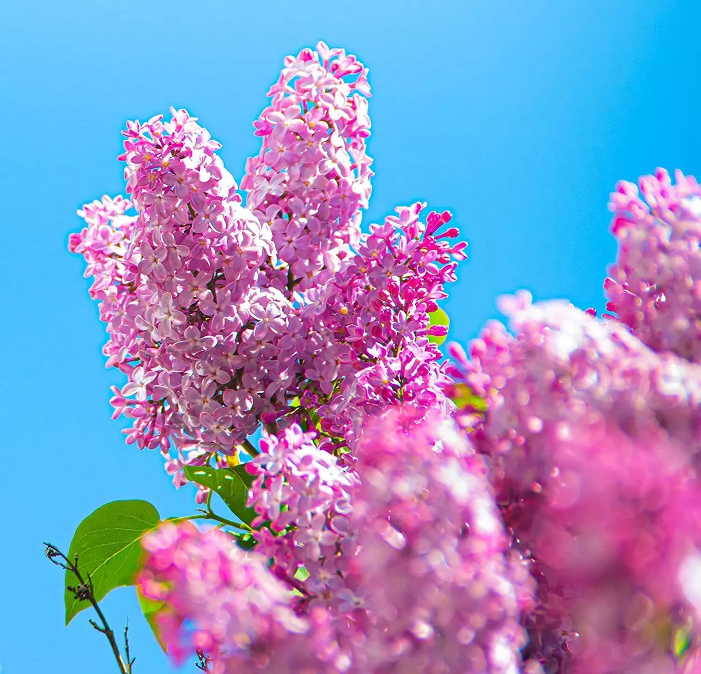 Early Pink Lilac Seeds - 100 Count - Stunning Pink Blooms - Syringa vulgaris